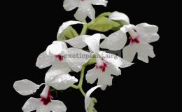Calanthe-vestita
