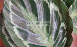 Calathea-lindeniana-20