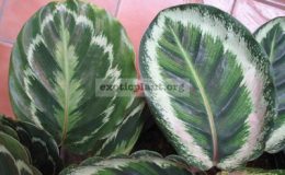 Calathea-lindenianaслева-rosea-picta-Illustrisсправа