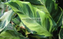 Calathea-louisae-Electric-shock