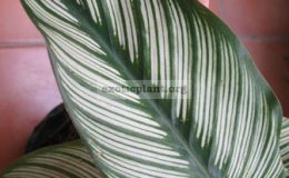 Calathea-majestica-20-