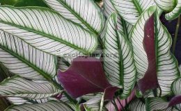 Calathea-ornata