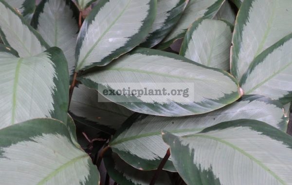 Calathea-picturata-Argentea-20-1