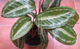 Calathea-picturata-Vandenhecki-20-e1458059311202