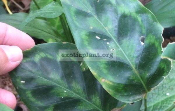 Calathea-pseudoveitchiana-20