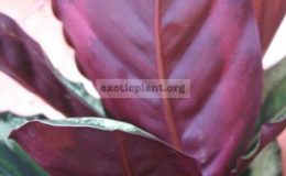 Calathea-rosea-picta-Illustris-25-