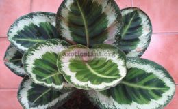 Calathea-rosea-picta-Illustris-25