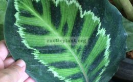 Calathea-roseo-picta-IllustriscloneB-20
