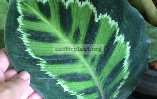 Calathea-roseo-picta-IllustriscloneB-20