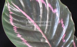 Calathea-roseopicta-20-