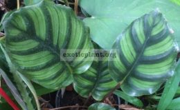 Calathea-rotundifolia-20