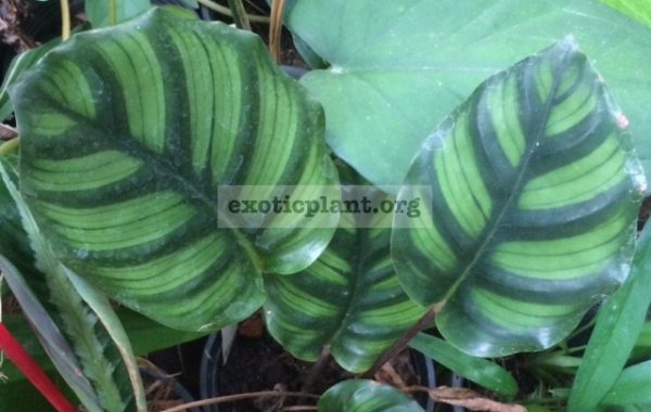 Calathea-rotundifolia-20