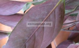 Calathea-sp.T02-Gray-Star20-