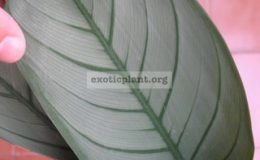 Calathea-sp.T02-Gray-Star20