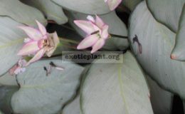 Calathea-vaginata-20
