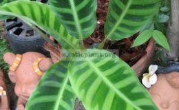 Calathea-zebrina-Humilior-25