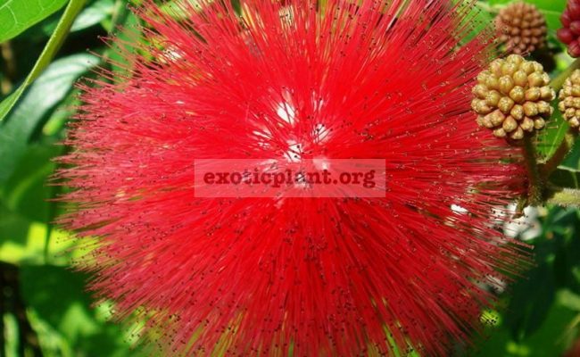 Calliandra-Tweedii-