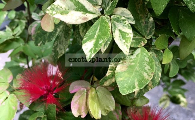 Callistemon-variegated-65