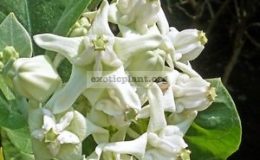 Calotropis-gigantea-white