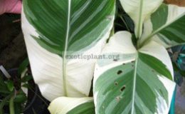 Canna-Stuttgart-26