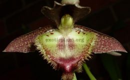 Catasetum-fimbriatum
