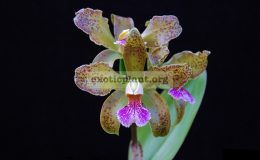Cattleya-granulosa
