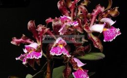 Cattleya-schilleriana