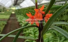 Ceratostylis-retisquama-Rchb.f-1857-syn.Ceratostylis-rubra