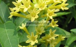 Cestrum-aurantiacum