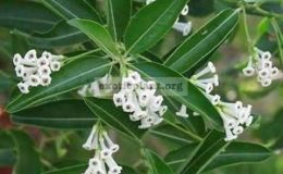 Cestrum-diurnum