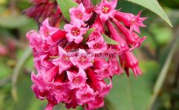 Cestrum-fasciculatum