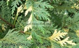 Chamaecyparis-lawsoniana-variegated