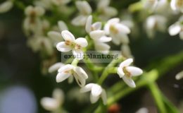 Chionanthus-ramiflorus