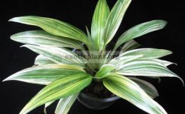 Chlorophytum-bichetii-variegated1-1-