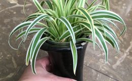 Chlorophytum-sp-narrow-leave-marginata-compact-form-
