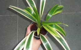 Chlorophytum-sp.-Wilbur-