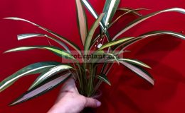 Chlorophytum-sp.’Charlotte’-7-10
