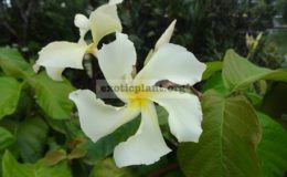 Chonemorpha-fragrans