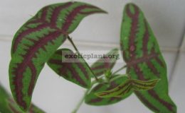 Christia-green-leaf