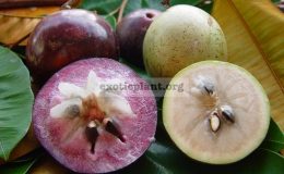 Chrysophyllum-cainito