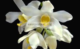 Chysis-bractescens-