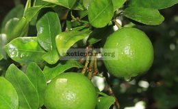 Citrus-aurantifolia