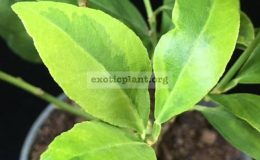 Citrus-aurantifolia-oval-fruit-variegated-45