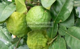 Citrus-hystrix