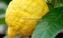 Citrus-medica