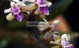 Cleisostoma-sagittiforme