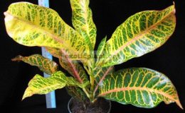 Codiaeum-Andreanum-20