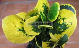 Codiaeum-Ang-Thong-20