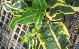 Codiaeum-Aroon-Amarin-20