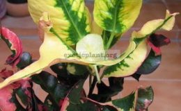 Codiaeum-Chado-Mungsor-20